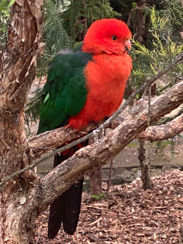 Red and green parrot sits on a branch