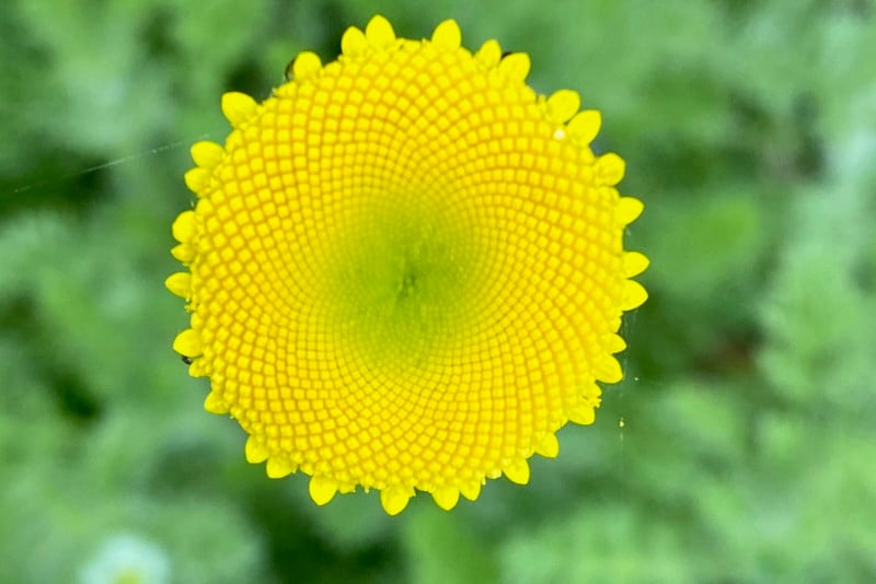 Close-up of yellow daisy Close-up of yellow daisy