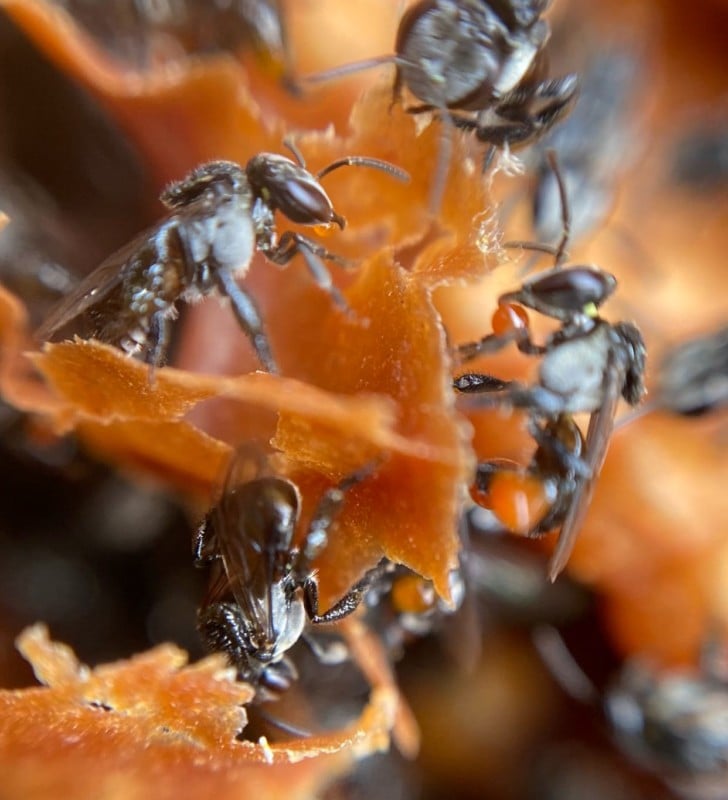 Native stingless bees on the wax combs of their hive Native stingless bees on the wax combs of their hive