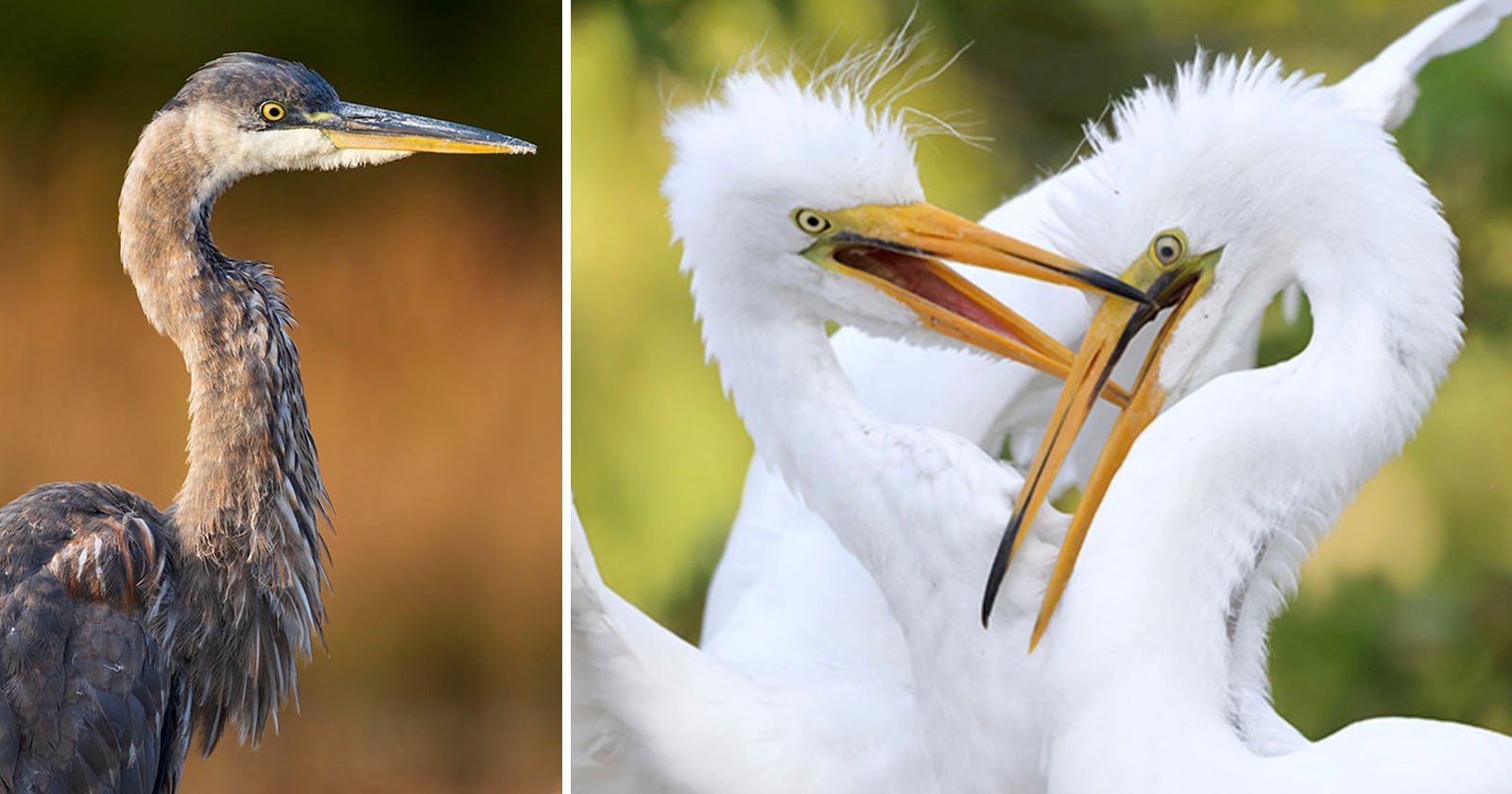 Camera height for wildlife photography Camera height for wildlife photography