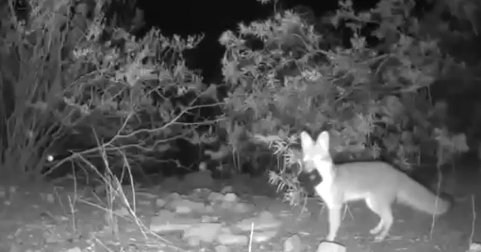 Fox steals three trail cameras in ten minutes