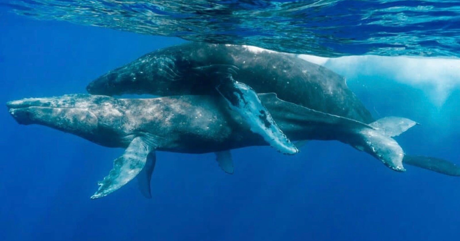 humpback whales sex males first ever images photographs