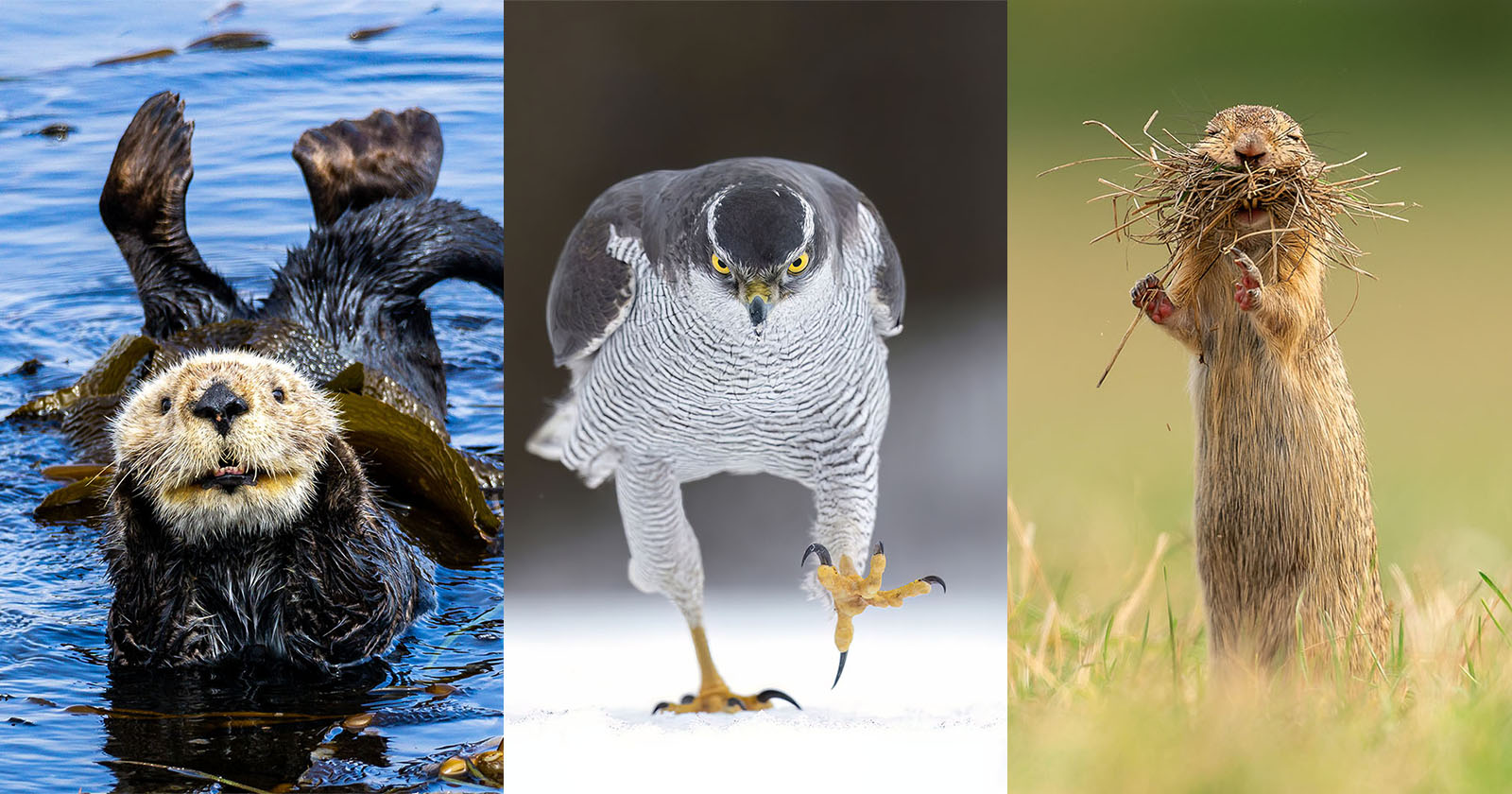 Nikon joins Comedy Wildlife Photo Awards -- otter, hawk, and squirrel