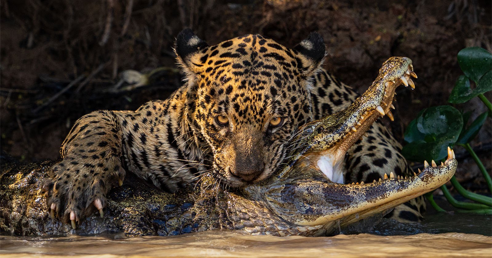 Sony World Photography Awards 2024 Open cateogry winners, jaguar eating a caiman wildlife action image Sony World Photography Awards 2024 Open cateogry winners, jaguar eating a caiman wildlife action image