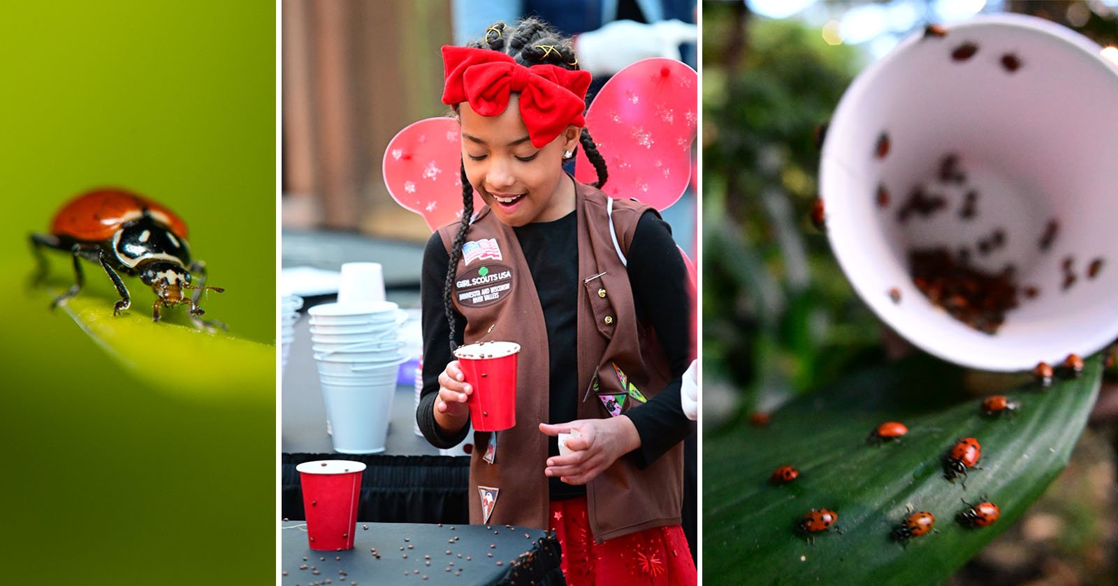 A triptych of images: on the left, a close-up of a vibrant ladybug on a green leaf; in the center, a young girl in a scout uniform pouring a drink; on the right, a white cup with several ladybugs inside.
