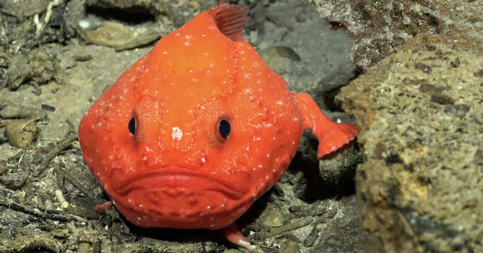 scientists-photograph-new-species-underwater-.jpg