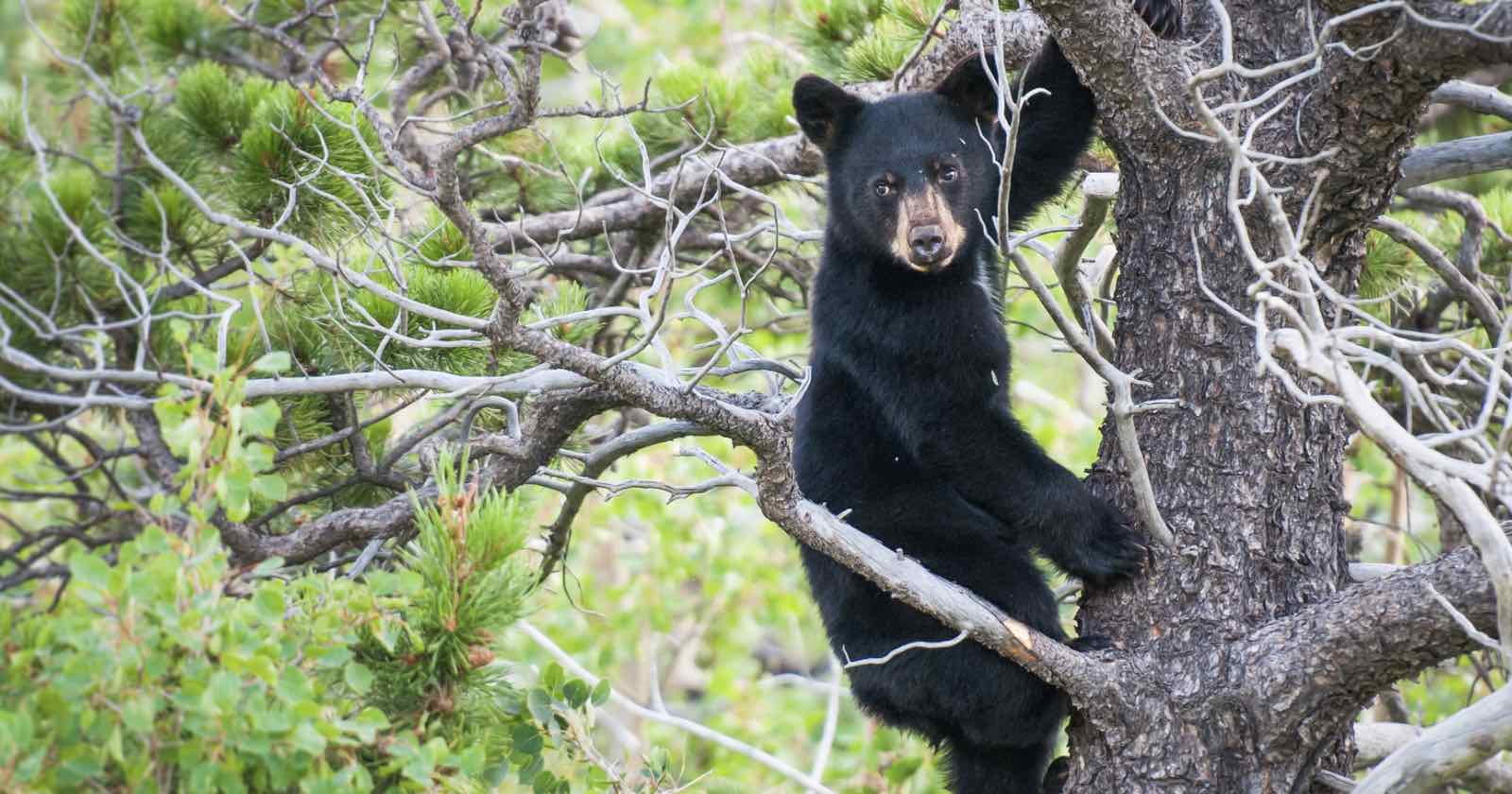 selfie-takers-rip-bear-cubs-from-tree-photos.jpg
