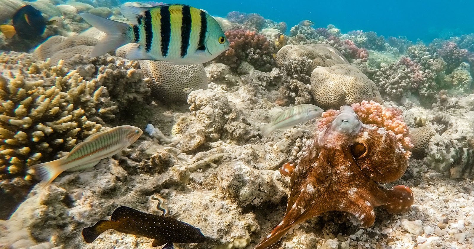 Underwater scene showcasing a vibrant coral reef, with a variety of fish swimming among the corals. A colorful sergeant major fish, a spotted fish, and an octopus are visible amidst the rich marine life and clear blue water. Underwater scene showcasing a vibrant coral reef, with a variety of fish swimming among the corals. A colorful sergeant major fish, a spotted fish, and an octopus are visible amidst the rich marine life and clear blue water.
