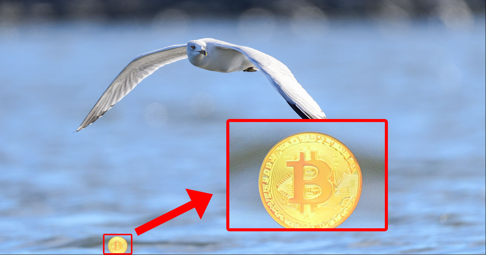 A seagull flies over a body of water with its wings spread wide. An enlarged inset shows a gold Bitcoin symbol highlighted in the center, indicated by a red arrow from a smaller coin image in the bottom left corner. A seagull flies over a body of water with its wings spread wide. An enlarged inset shows a gold Bitcoin symbol highlighted in the center, indicated by a red arrow from a smaller coin image in the bottom left corner.