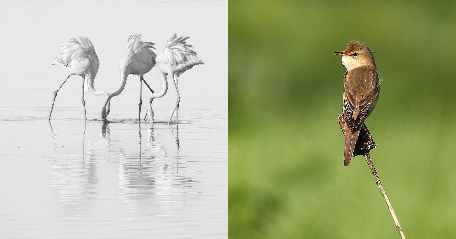A split image shows three flamingos feeding in water on the left, and a small brown bird perched on a thin branch against a green background on the right. A split image shows three flamingos feeding in water on the left, and a small brown bird perched on a thin branch against a green background on the right.