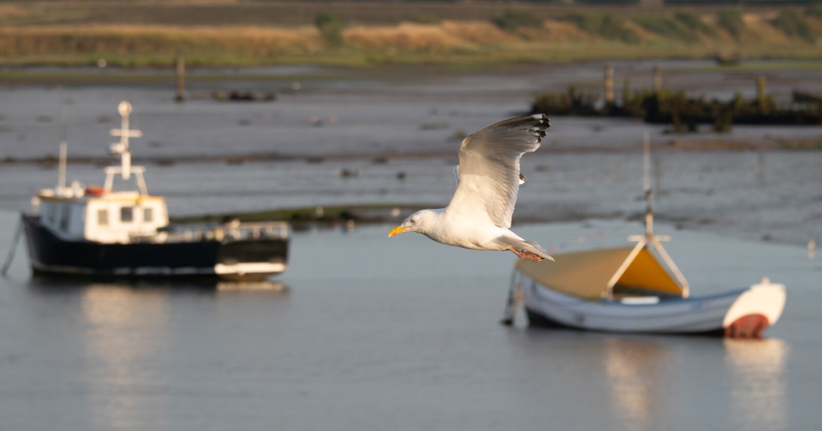 A seagull flies over calm water with two anchored boats in the background, set against a blurred shoreline. A seagull flies over calm water with two anchored boats in the background, set against a blurred shoreline.