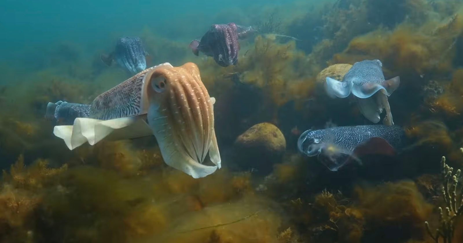 Several cuttlefish swim underwater near rocks and seaweed, with one cuttlefish in the foreground and others in the background. The water is clear, revealing marine vegetation. Several cuttlefish swim underwater near rocks and seaweed, with one cuttlefish in the foreground and others in the background. The water is clear, revealing marine vegetation.