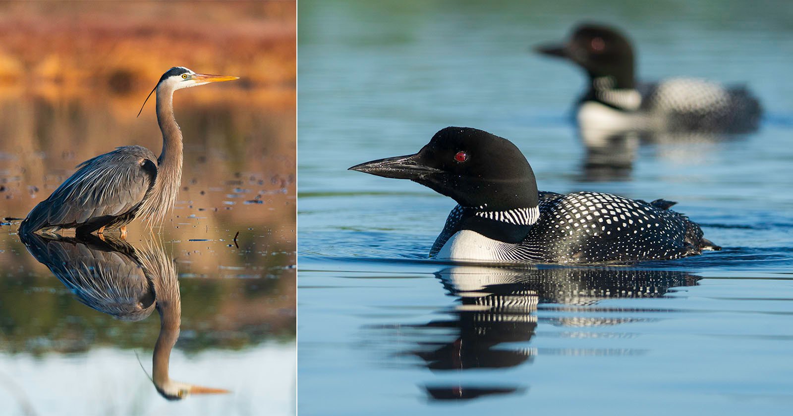 A split image showing a great blue heron standing in shallow water on the left, and two common loons swimming in a lake on the right, both with clear reflections on the water's surface. A split image showing a great blue heron standing in shallow water on the left, and two common loons swimming in a lake on the right, both with clear reflections on the water's surface.