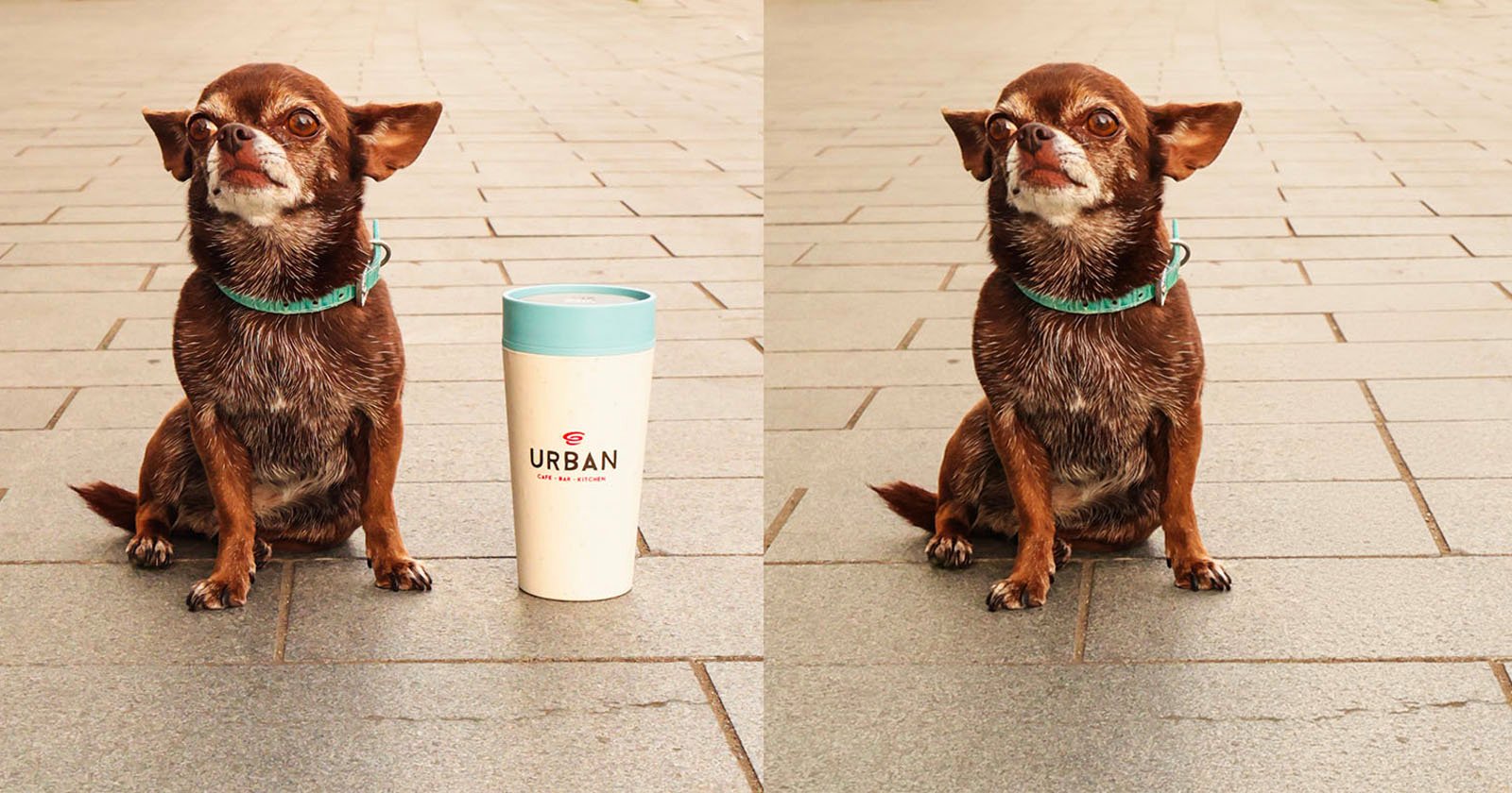 A small brown dog with a turquoise collar sits on gray pavement. In the left image, a white travel mug with a blue lid labeled Urban is beside the dog; in the right image, the mug is missing. A small brown dog with a turquoise collar sits on gray pavement. In the left image, a white travel mug with a blue lid labeled Urban is beside the dog; in the right image, the mug is missing.