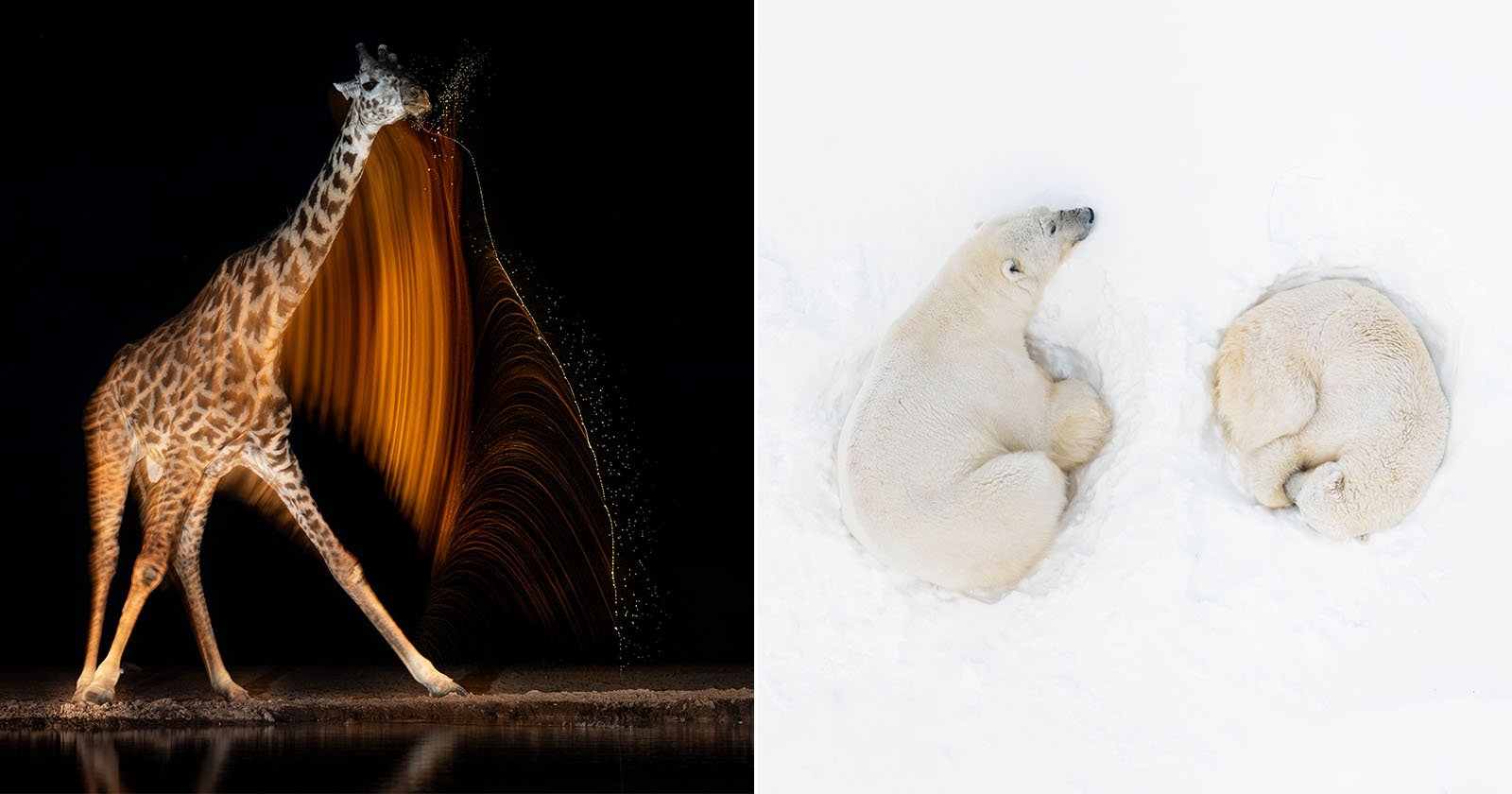 The image is split in two: on the left, a giraffe swings its head at night, creating a blurred light trail; on the right, two polar bears rest curled up on a snowy white background. The image is split in two: on the left, a giraffe swings its head at night, creating a blurred light trail; on the right, two polar bears rest curled up on a snowy white background.