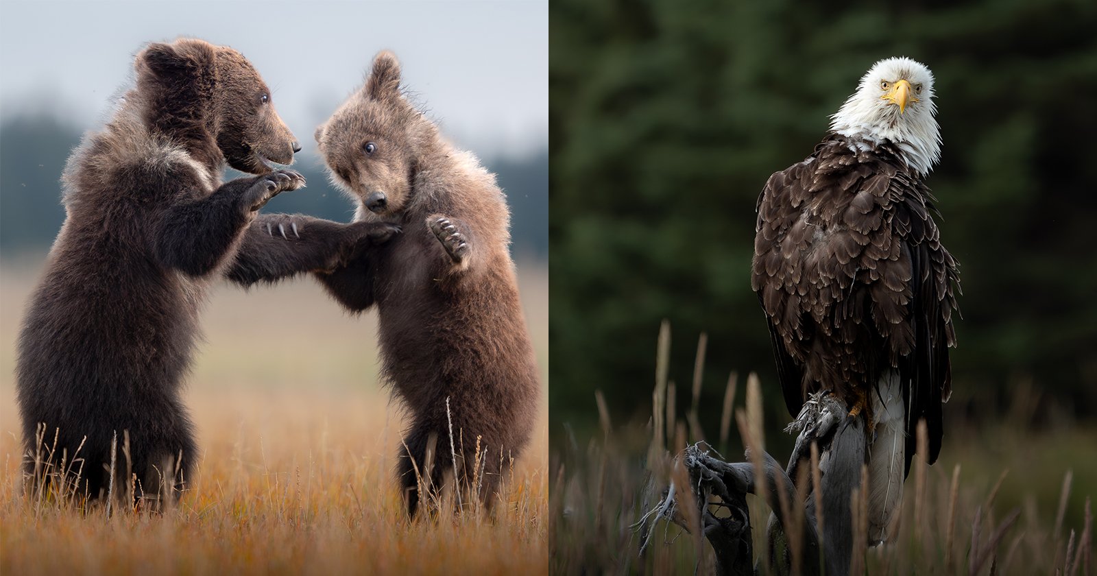 Two bear cubs stand on hind legs playfully sparring in a grassy field, while a bald eagle perches calmly on a branch against a blurred forest background. Two bear cubs stand on hind legs playfully sparring in a grassy field, while a bald eagle perches calmly on a branch against a blurred forest background.