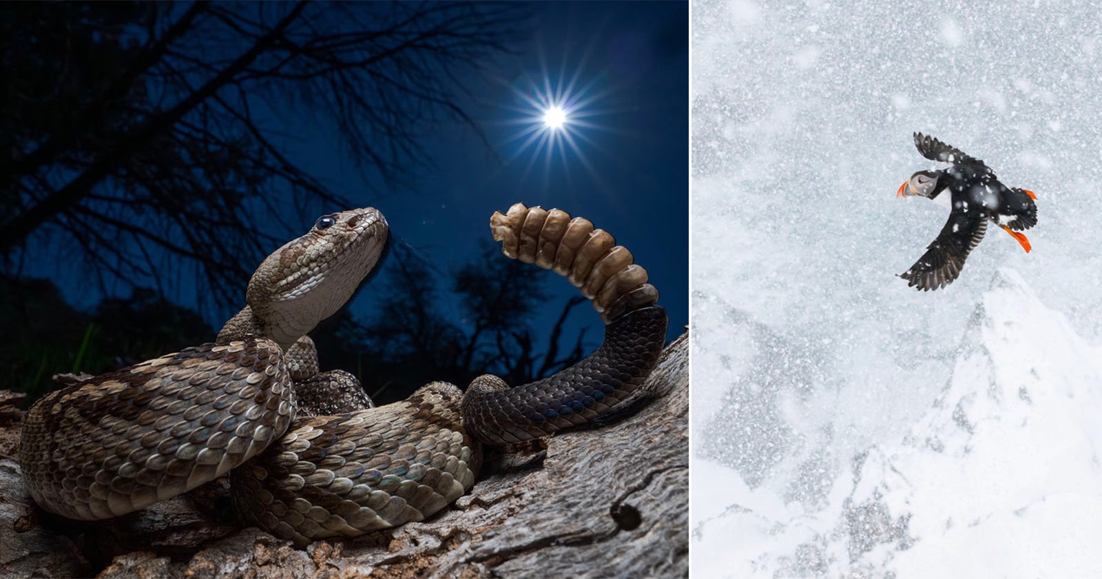 A rattlesnake coiled on a rock under a starry night sky with the moon shining, alongside a puffin flying through falling snow on the right side of the split image. A rattlesnake coiled on a rock under a starry night sky with the moon shining, alongside a puffin flying through falling snow on the right side of the split image.
