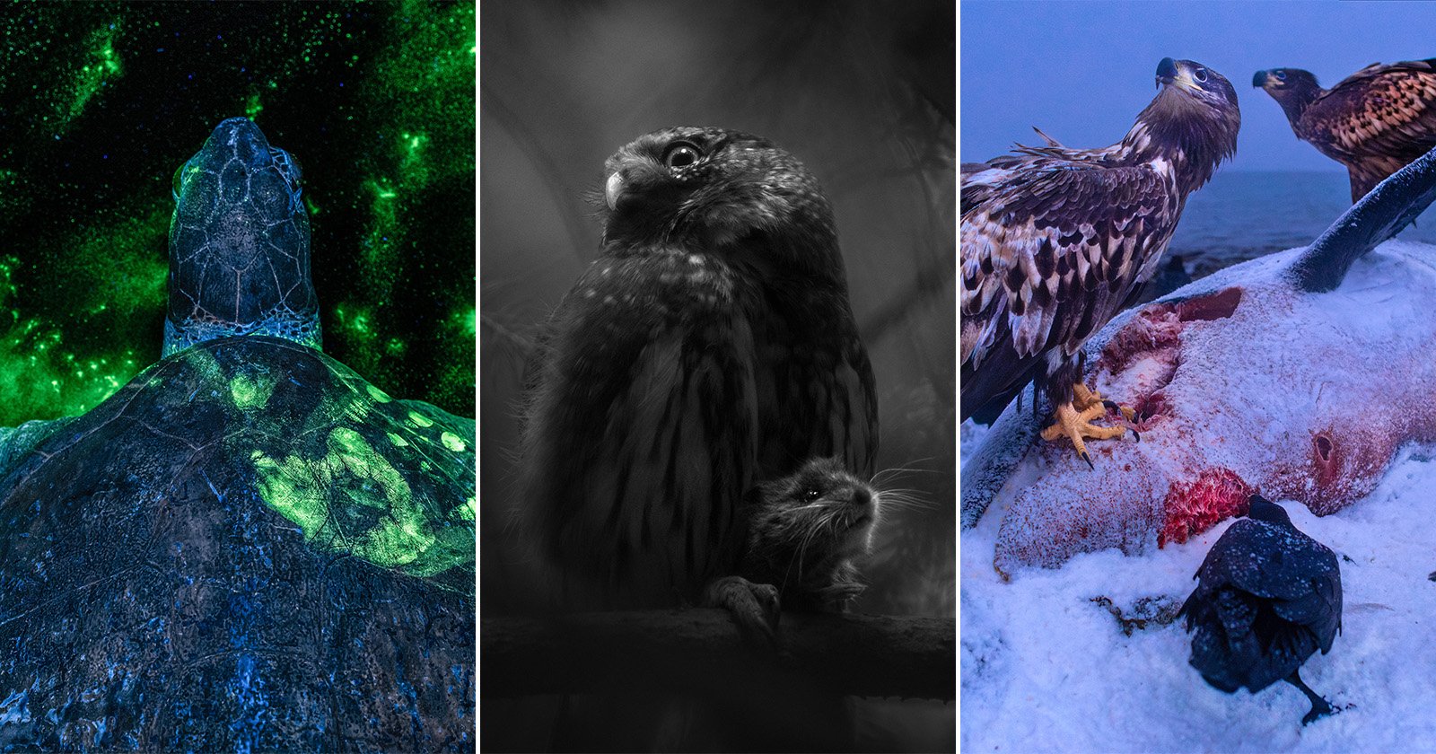 A split image: a sea turtle glows with green bioluminescence underwater; an owl holds a small rodent in its talons in a moody black-and-white scene; two eagles feed on a carcass on snowy ground while a raven watches. A split image: a sea turtle glows with green bioluminescence underwater; an owl holds a small rodent in its talons in a moody black-and-white scene; two eagles feed on a carcass on snowy ground while a raven watches.