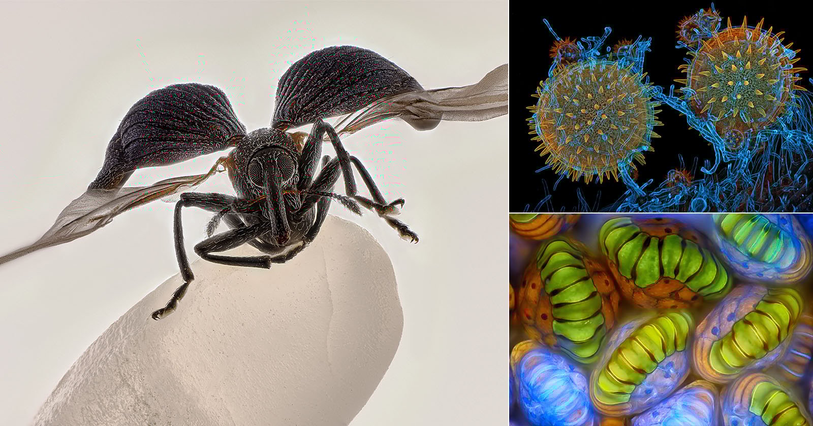 A collage with a close-up of a winged ant on a white surface (left), spiky pollen grains under a microscope (top right), and colorful magnified plant cells (bottom right), all highly detailed. A collage with a close-up of a winged ant on a white surface (left), spiky pollen grains under a microscope (top right), and colorful magnified plant cells (bottom right), all highly detailed.