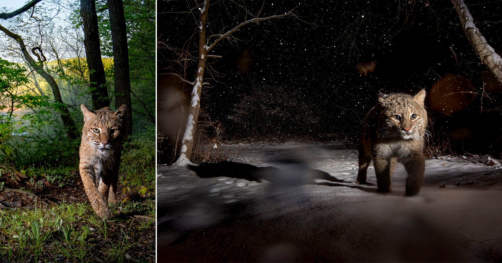 Two photos of a bobcat: on the left, it walks through a green forest in daylight; on the right, it walks in a snowy forest at night, illuminated by a flash. Two photos of a bobcat: on the left, it walks through a green forest in daylight; on the right, it walks in a snowy forest at night, illuminated by a flash.